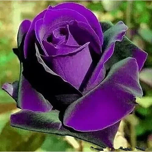 Germany rare purple dragon rose seeds