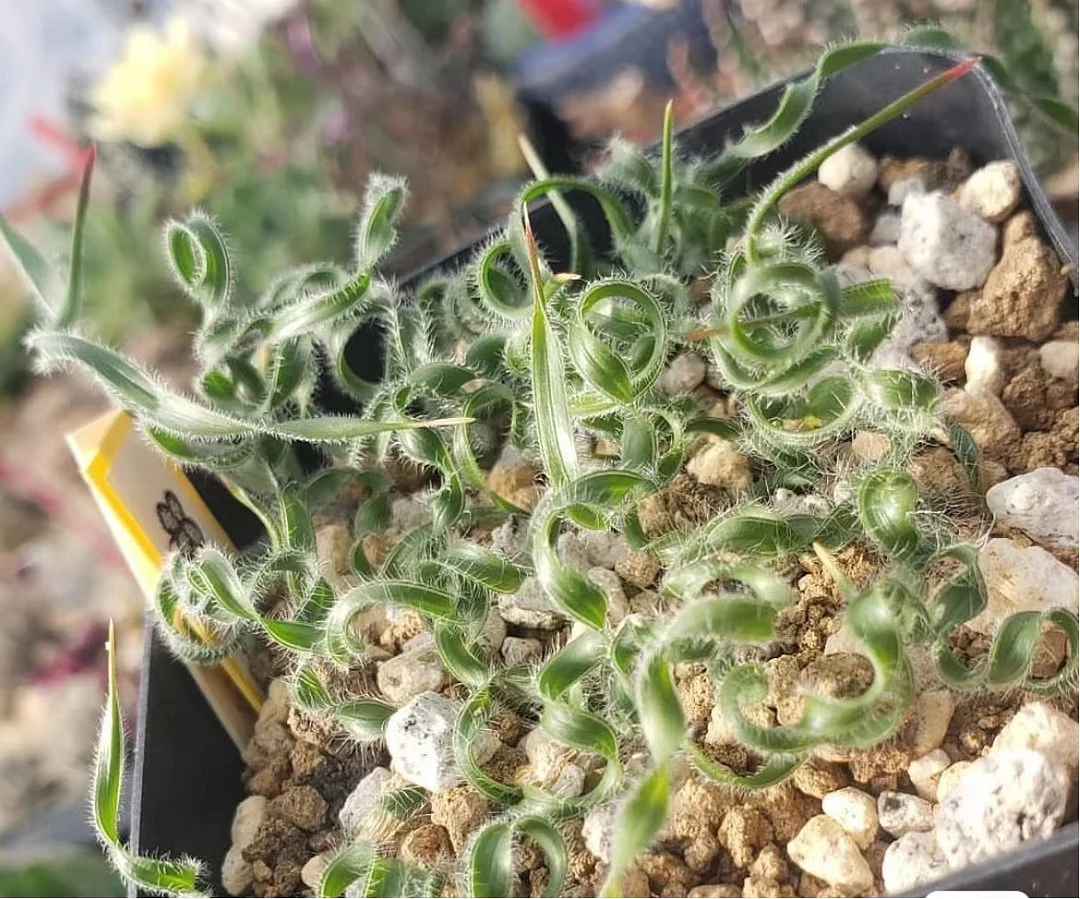 plant Aeonium Echeveria Haworthia  Caudex  Lithops Cactus  Agave 