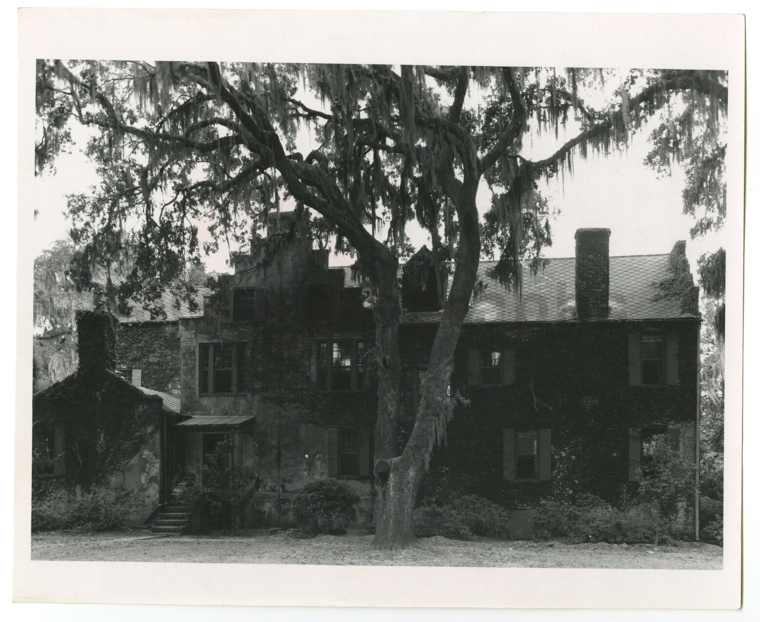 South Carolina History - Medway Plantation - Vintage 8x10 Photo Poster painting by C.O. Greene