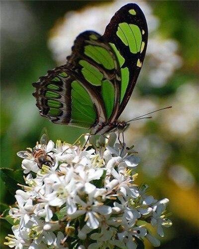 

Green Butterfly on Flower – Paint By Numbers - 40*50CM, 501 Original