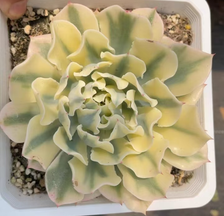 plant Aeonium Echeveria Haworthia  Caudex  Lithops Cactus  Agave 