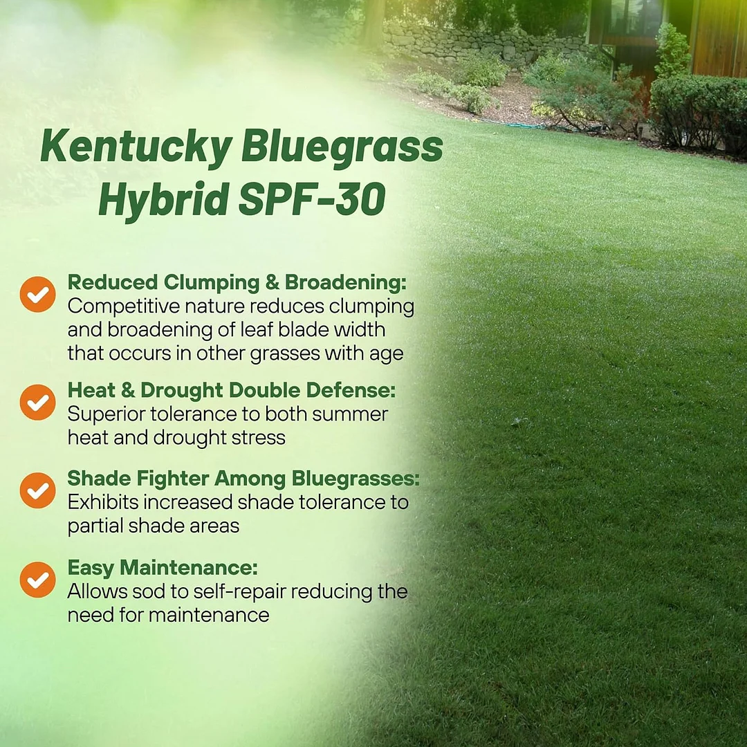 Kentucky Bluegrass - Hybrid SPF-30