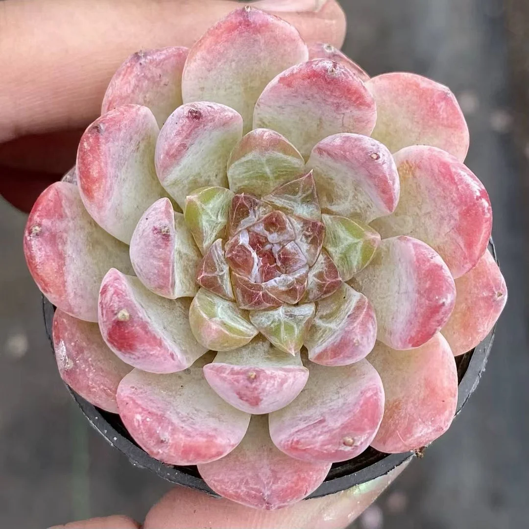 plant Aeonium Echeveria Haworthia  Caudex  Lithops Cactus  Agave 