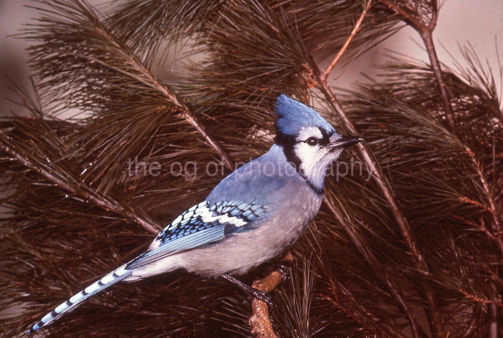 BLUE JAY 35mm FOUND BIRD SLIDE Vintage COLOR Photo Poster painting 15 T 13 E