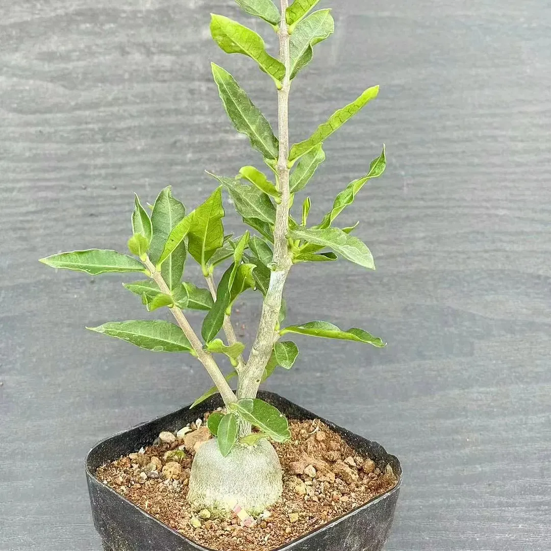 plant Aeonium Echeveria Haworthia  Caudex  Lithops Cactus  Agave 