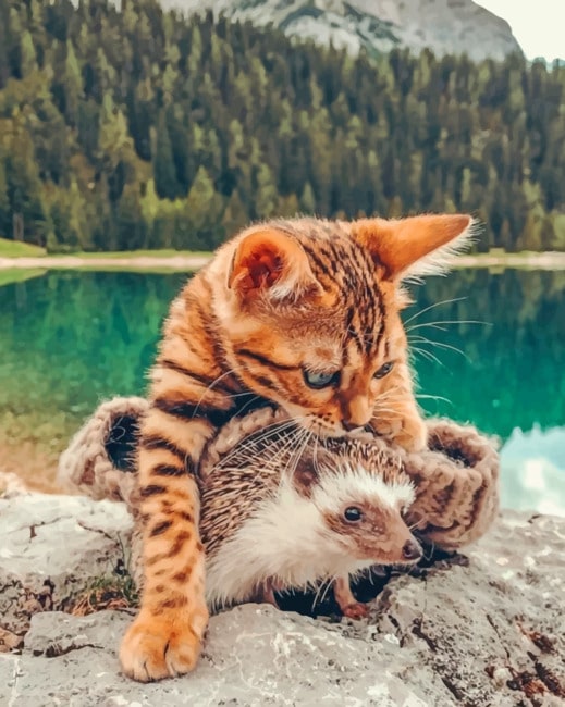 

Bengal Cat And Hedgehog – Paint By Numbers - 40*50CM, 501 Original
