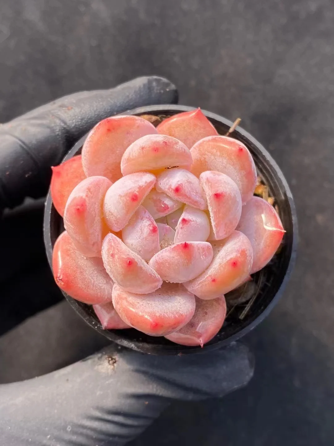 520. Echeveria  Honey Peach Snow Mountain . single head 4-5cm / Echeveria/ Succulent plants / Garden landscape / Carefully select healthy plants
