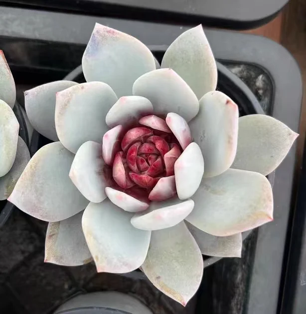 432.Echeveria Snow angel single head 5-6cm/ Echeveria / Succulent plants / Garden landscape / Carefully select healthy plants