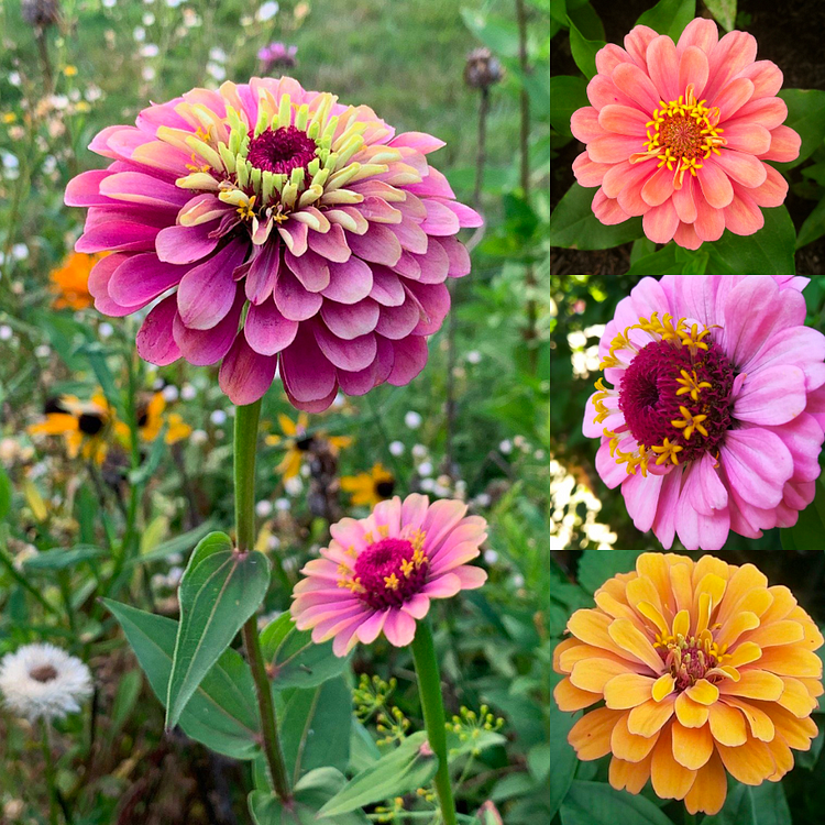 Zinnia Seeds -Polar Bear -Double Flowered