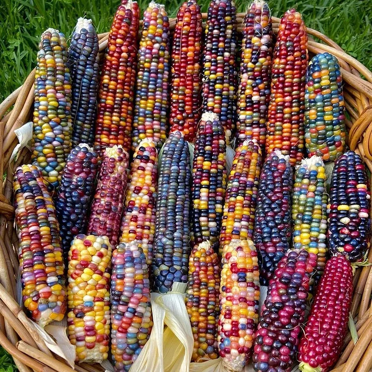 Colored Corn Seeds🌽