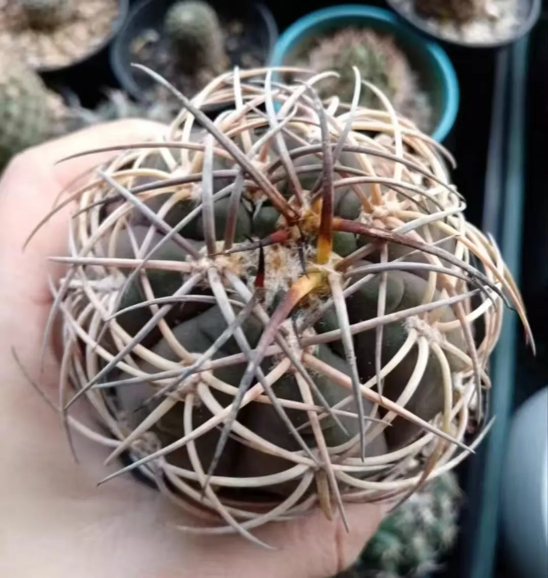 plant Aeonium Echeveria Haworthia  Caudex  Lithops Cactus  Agave 