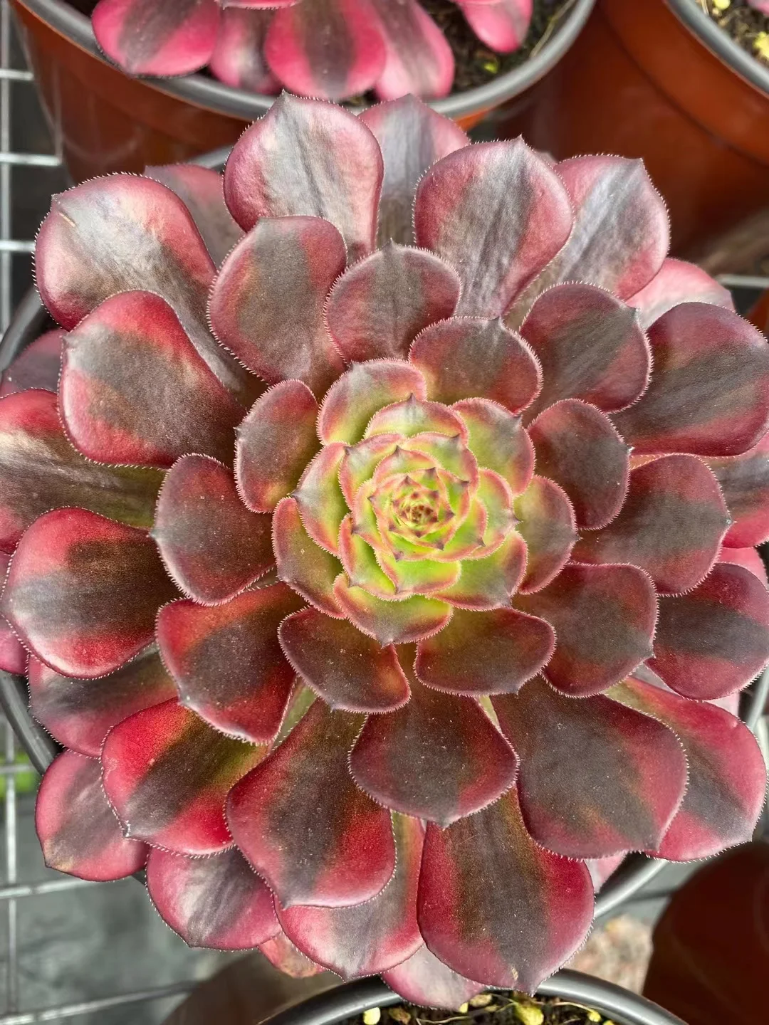 plant Aeonium Echeveria Haworthia  Caudex  Lithops Cactus  Agave 