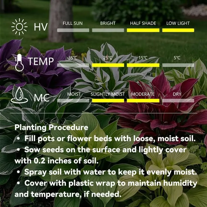 Muticolor Hosta Seeds-Perennial Shade Plant for Garden and Yard Plant🌈God's Artistic Canvas