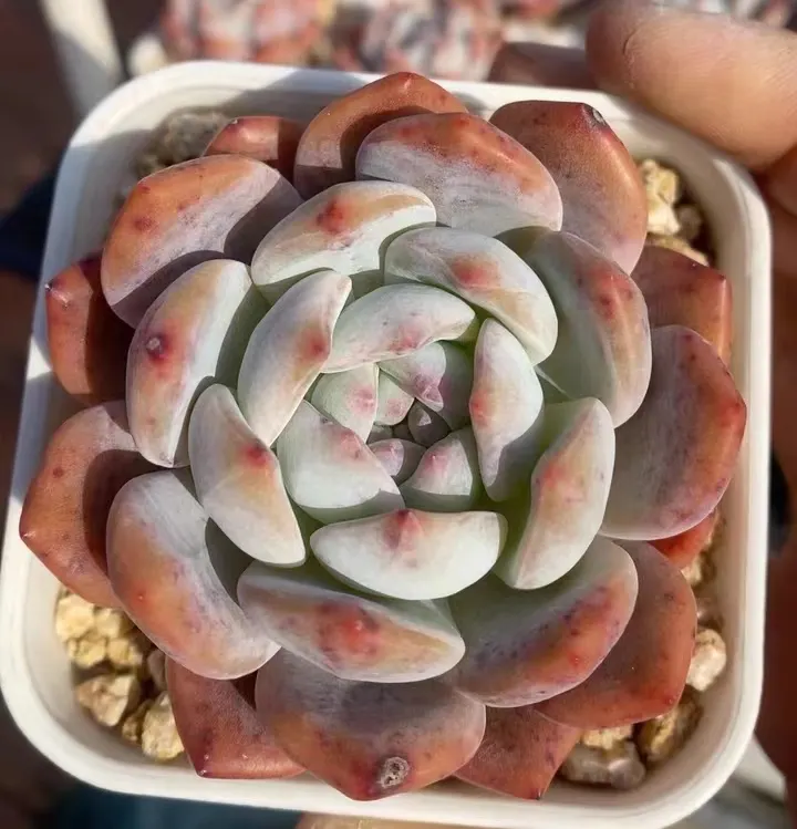 plant Aeonium Echeveria Haworthia  Caudex  Lithops Cactus  Agave 