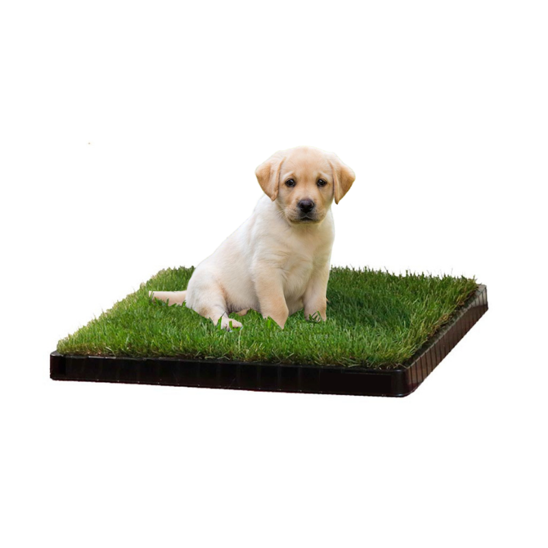 DOG LAWN