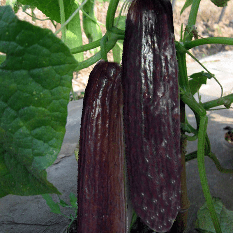 Rare Black Cucumber Seeds
