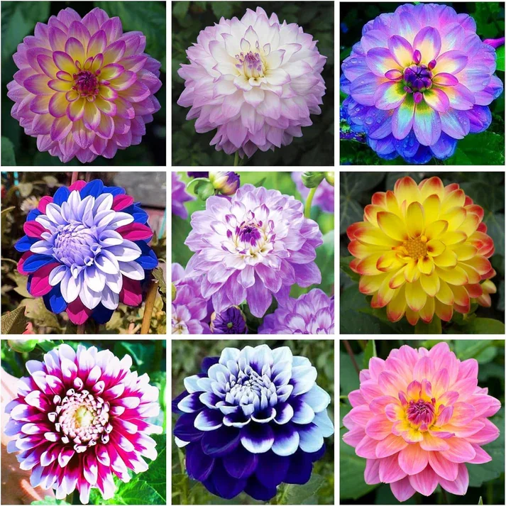 Mix Dahlia Pompon Flower Seeds Variabilis Beautiful Annual Outdoor