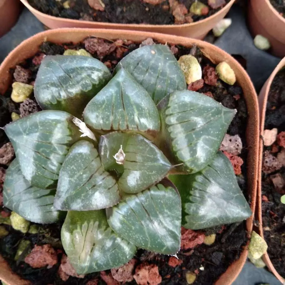 plant Aeonium Echeveria Haworthia  Caudex  Lithops Cactus  Agave 