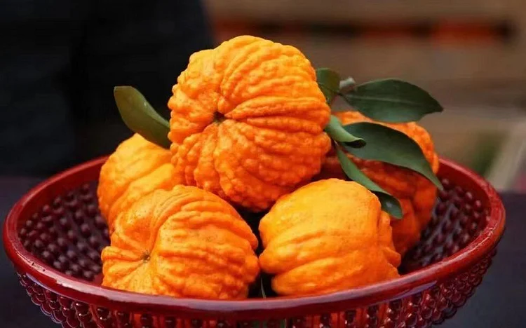 🎃🍊 Pumpkin Citrus Seeds