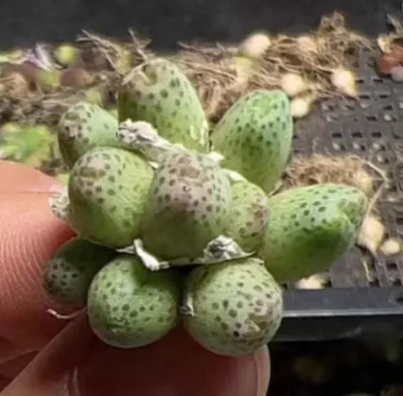 plant Aeonium Echeveria Haworthia  Caudex  Lithops Cactus  Agave 