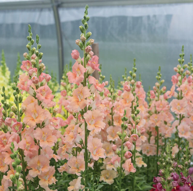 Snapdragon Color Chart Double Snapdragon Mixed Color Seeds