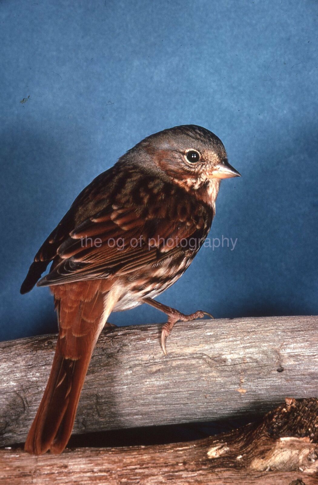 FOX SPARROW 35mm FOUND BIRD SLIDE Vintage COLOR Photo Poster painting 15 T 14 C