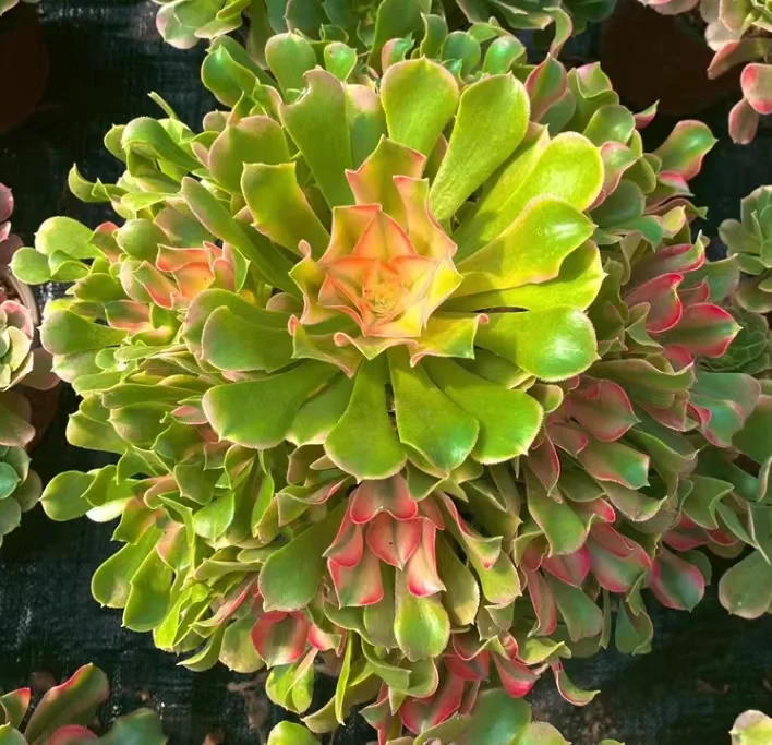 308.  Loki /Xiang fei cluster / Aeonium cluster/Succulent plants / Garden landscape / Carefully select healthy plants