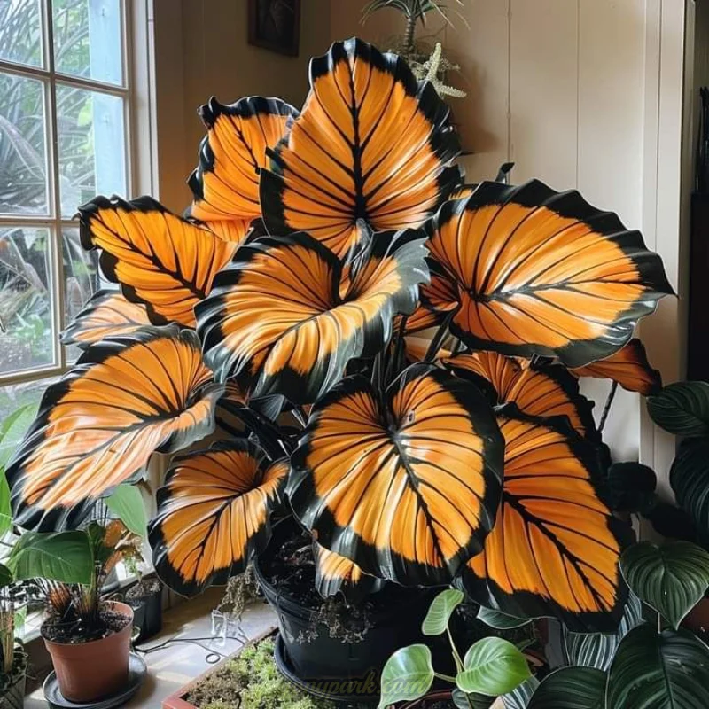 ”Amber Obsidian“ Striking Alocasia Plant Bulbs Jonyparkseed®