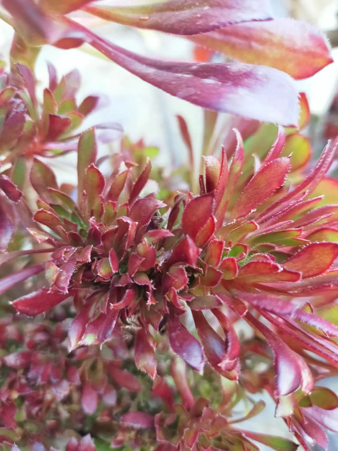 plant Aeonium Echeveria Haworthia  Caudex  Lithops Cactus  Agave 