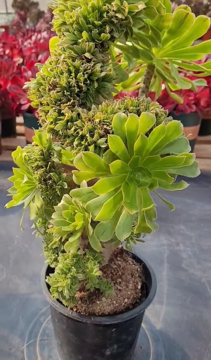348. Green mage crested cutting 6cm/ Aeonium crested/ Succulent plants / Garden landscape / Carefully select healthy plants