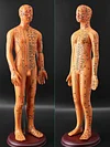 Acupuncture Point Human Body Model Meridian Acupoint Model