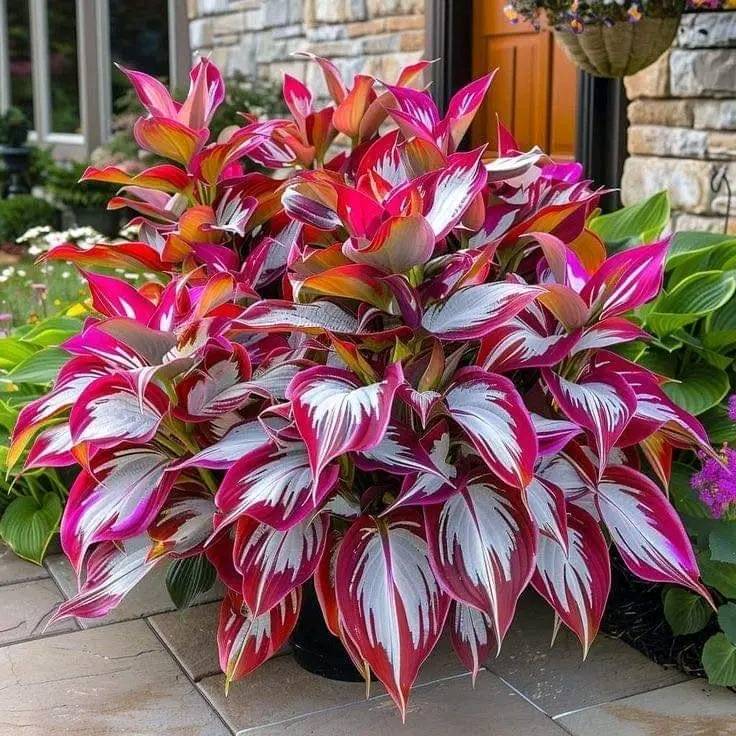 The Enchanting Hosta - Giant Variegated Red and White Hostas