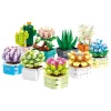 The Succulent Plants