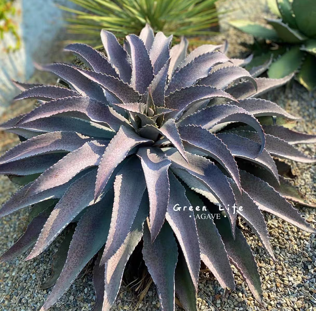 1063..Agave mangave 'Mayan Queen 10m/Agave plants / Succulent plants / Garden landscape / Carefully select healthy plants