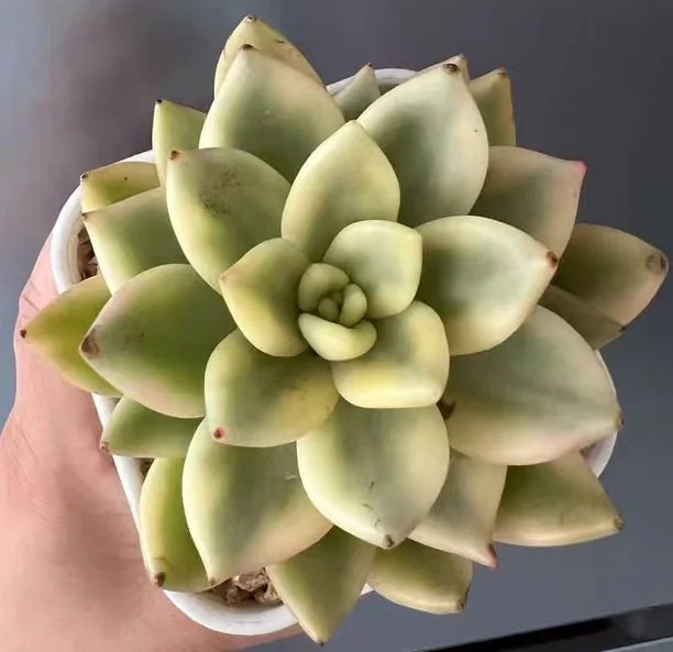 plant Aeonium Echeveria Haworthia  Caudex  Lithops Cactus  Agave 