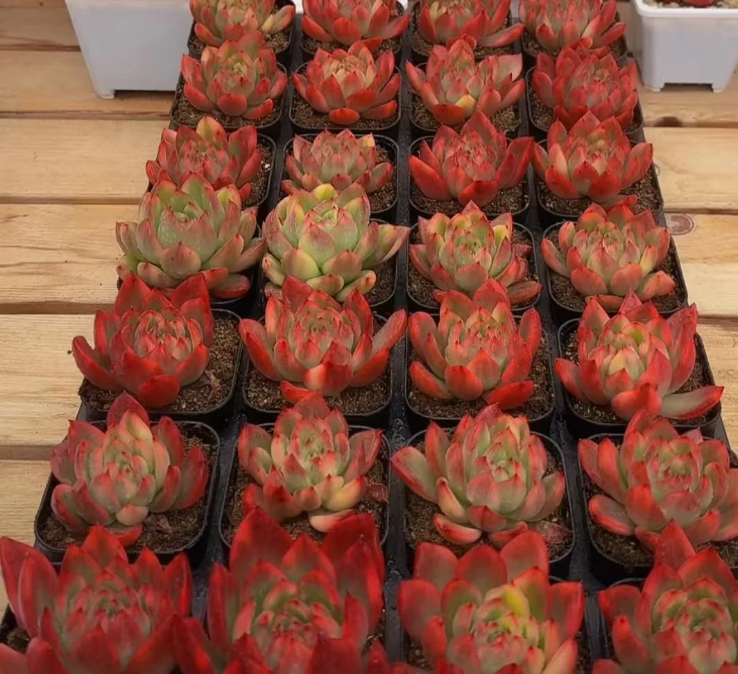 plant Aeonium Echeveria Haworthia  Caudex  Lithops Cactus  Agave 