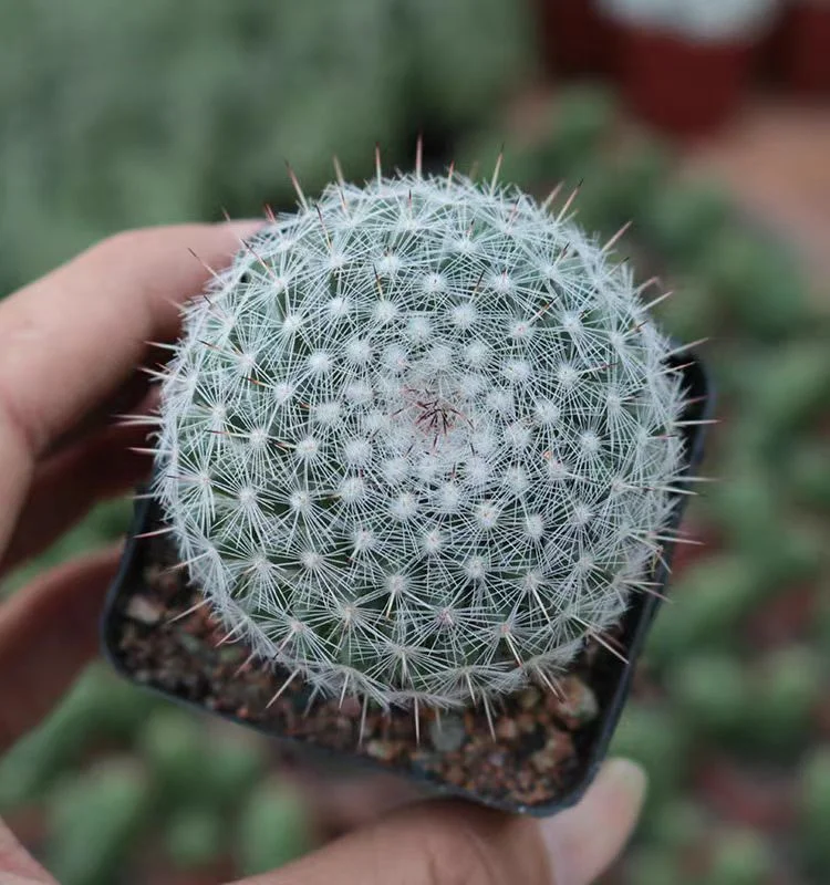 plant Aeonium Echeveria Haworthia  Caudex  Lithops Cactus  Agave 