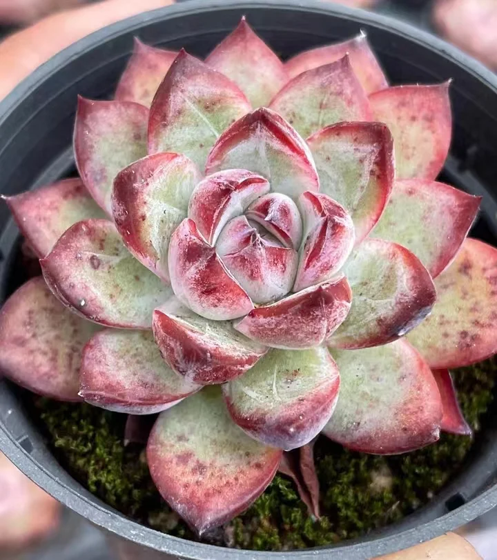 plant Aeonium Echeveria Haworthia  Caudex  Lithops Cactus  Agave 