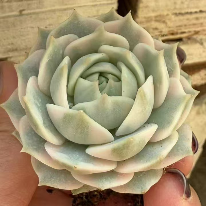 plant Aeonium Echeveria Haworthia  Caudex  Lithops Cactus  Agave 