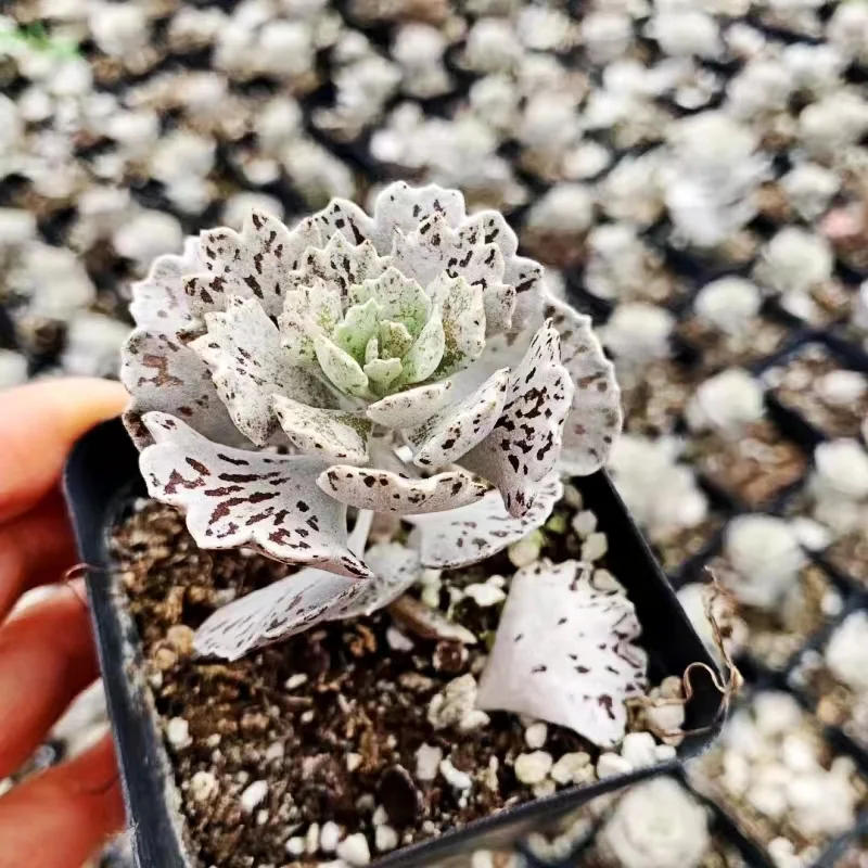 plant Aeonium Echeveria Haworthia  Caudex  Lithops Cactus  Agave 