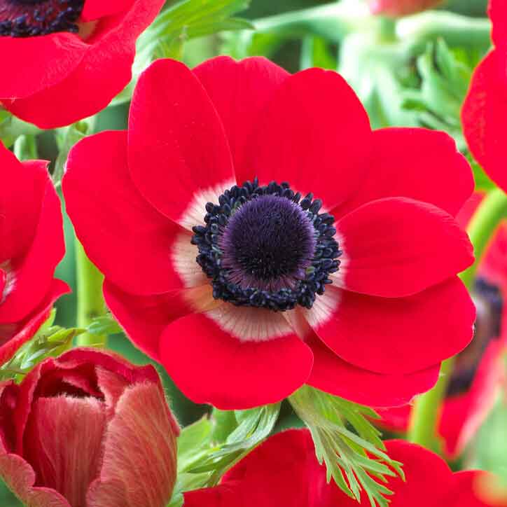 Red Anemone Seeds
