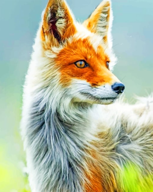 

White And Orange Fox – Paint By Numbers - 40*50CM, 501 Original