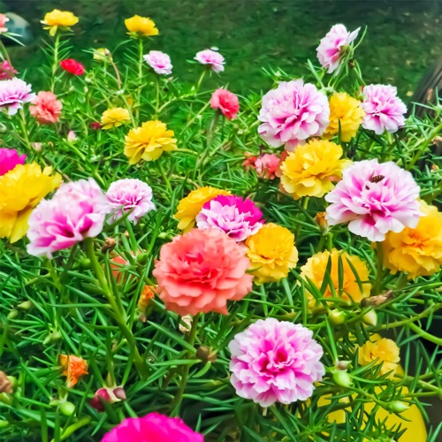 10000 Pcs Muti-color portulaca Seeds 95% germination Jonyparkseed®