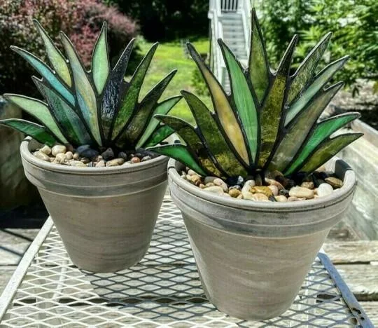 Stained Agave Plante