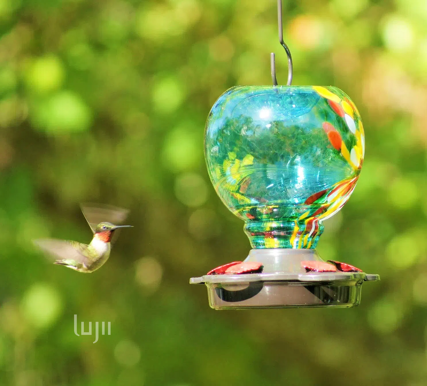 Hummingbird Feeder Cleaning and Maintenance: Ensuring a Safe and Healthy Food Source