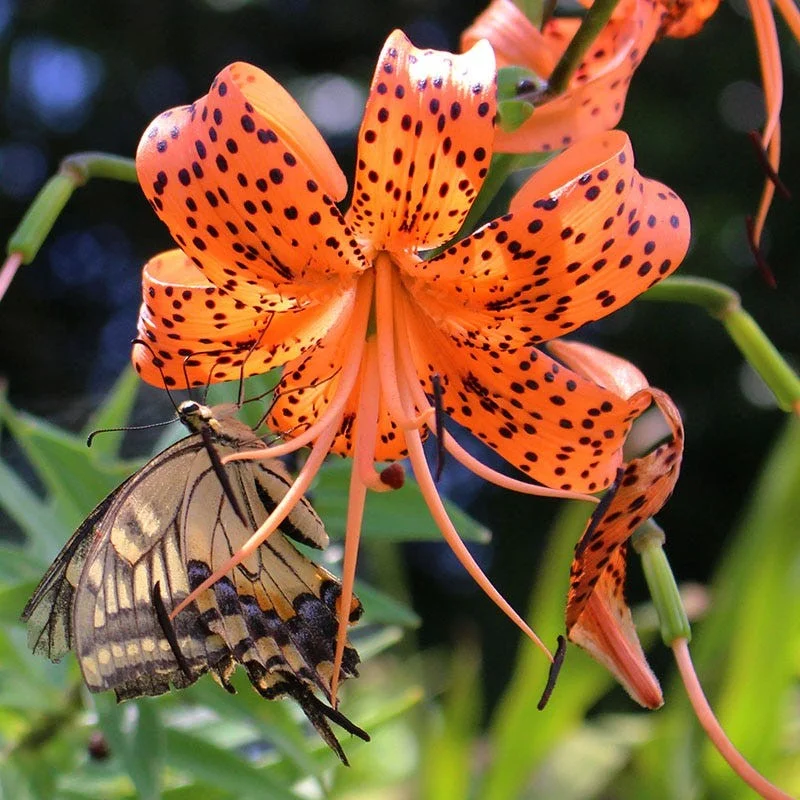 Old-Favorite Tiger Lily Seeds