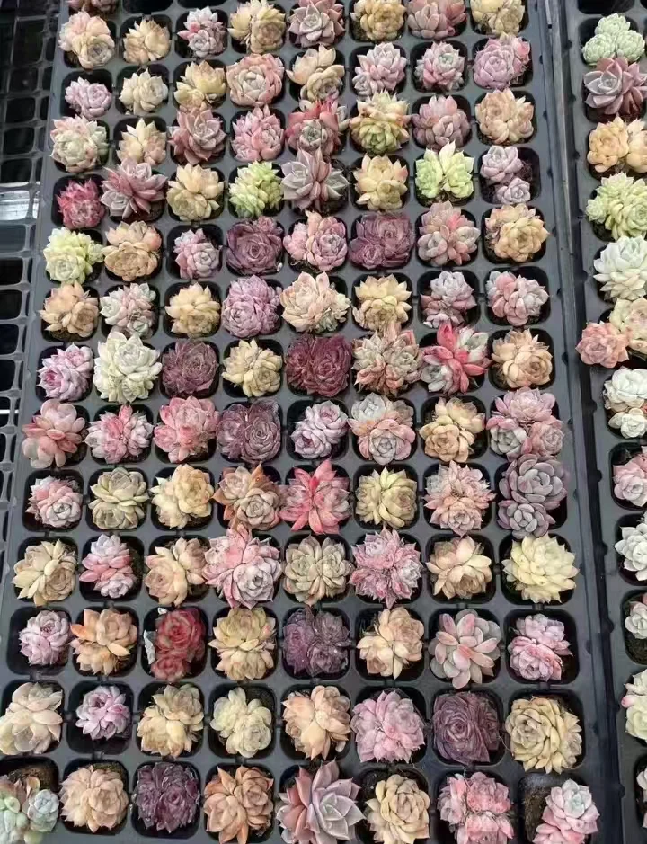 plant Aeonium Echeveria Haworthia  Caudex  Lithops Cactus  Agave 