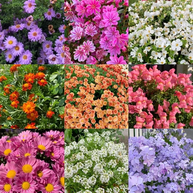 Spring Discount🌈Mixed Spring Flower Sea Seeds