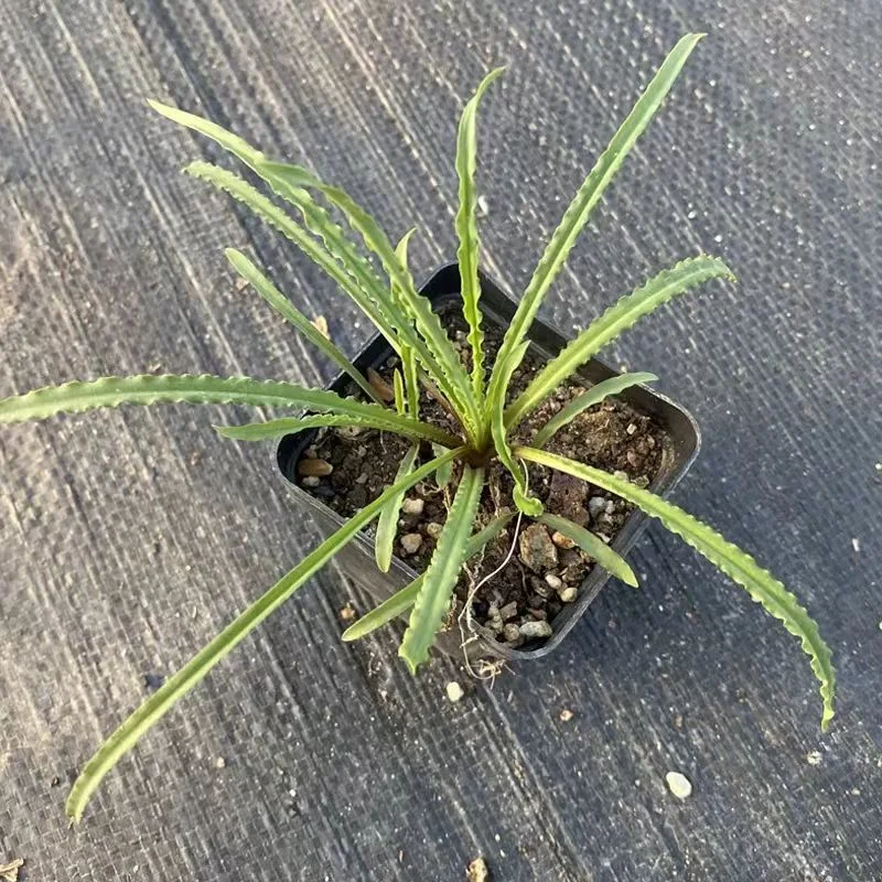 plant Aeonium Echeveria Haworthia  Caudex  Lithops Cactus  Agave 