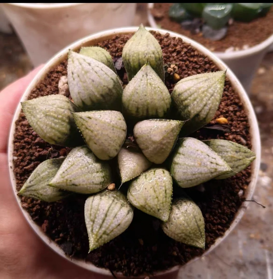 plant Aeonium Echeveria Haworthia  Caudex  Lithops Cactus  Agave 